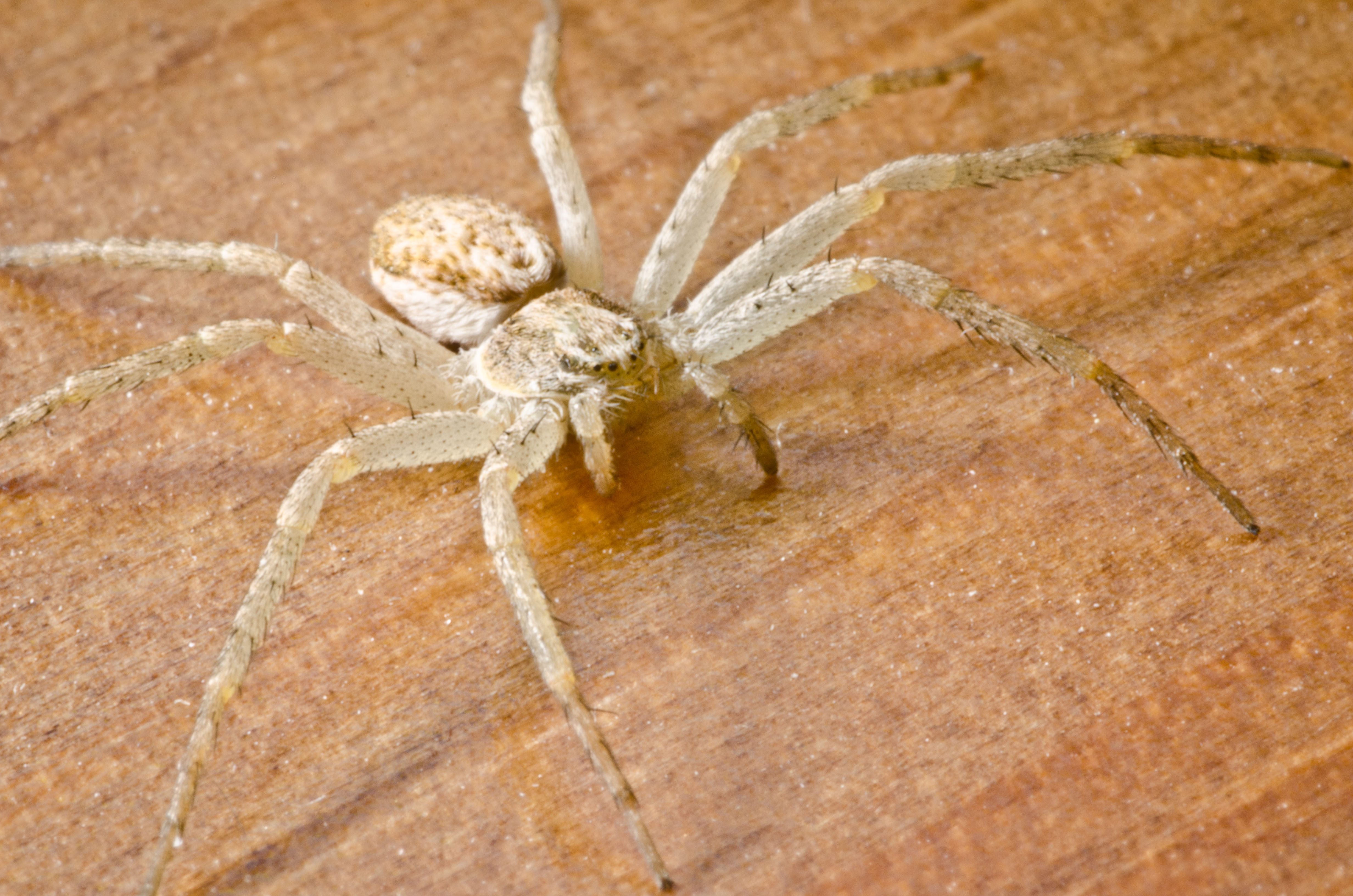 Buzzing spiders are more prominent in the south