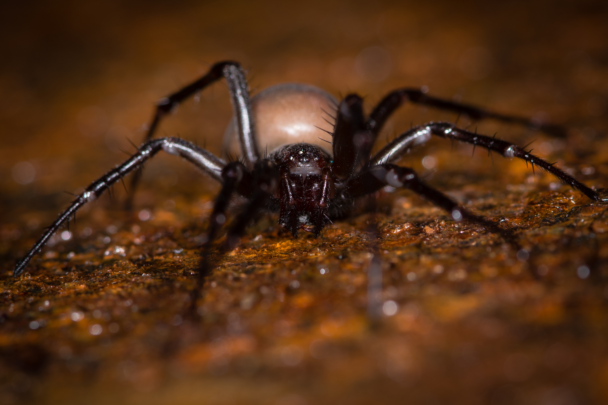 Cave spiders can be 15mm long