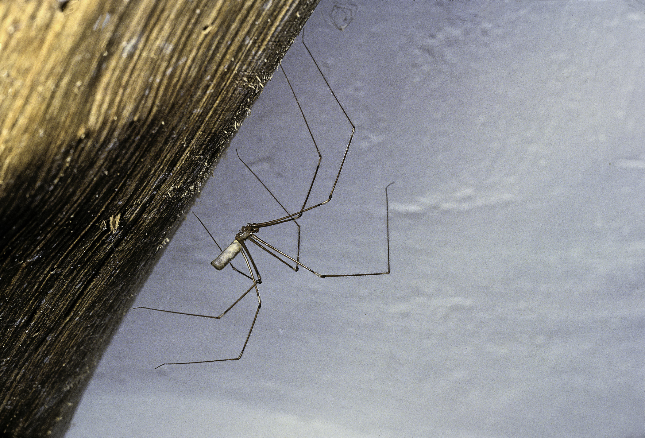 Cellar spiders can live up to three years