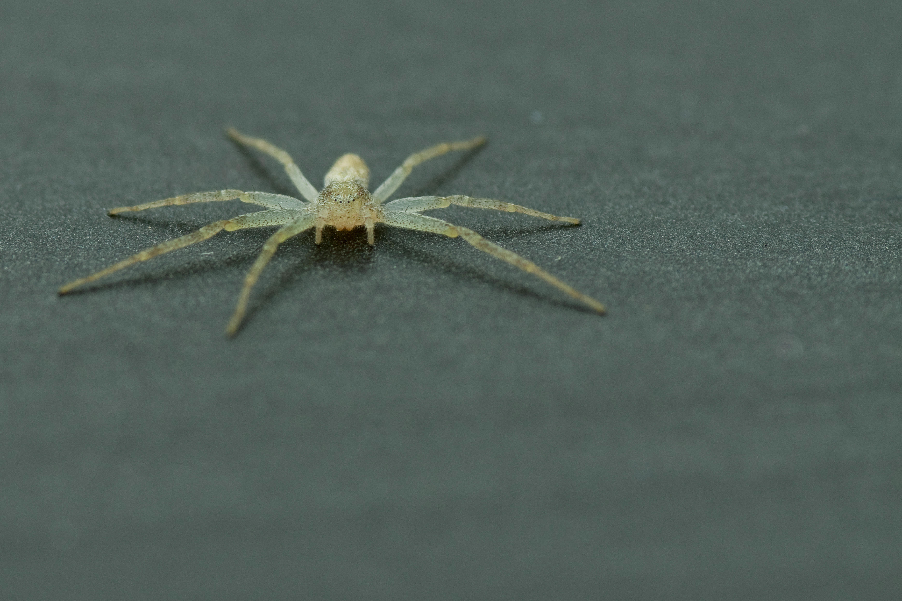 Male and female running crab spiders can be different sizes