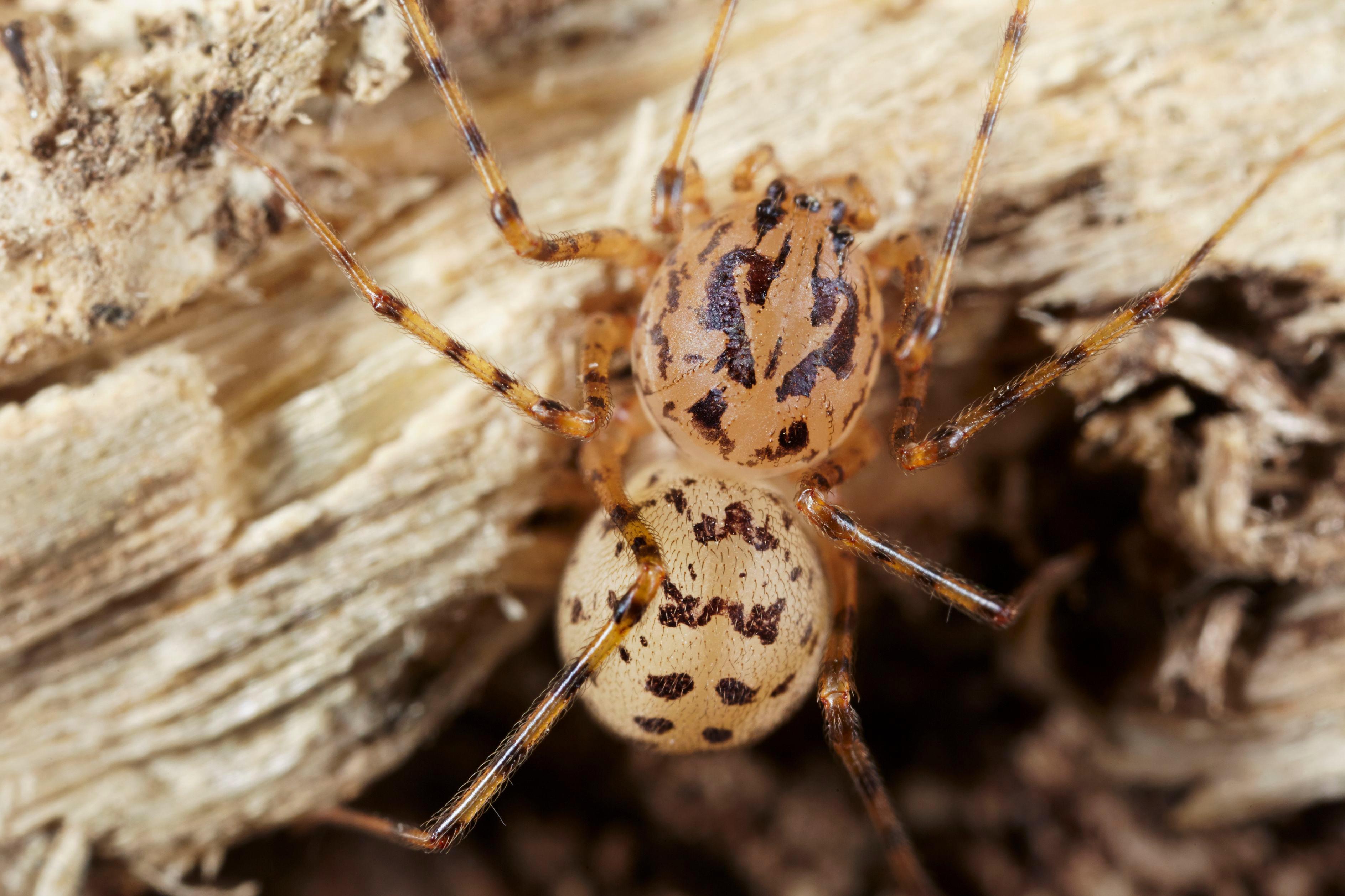 The UK variety of spitting spider grows to between 3-6mm