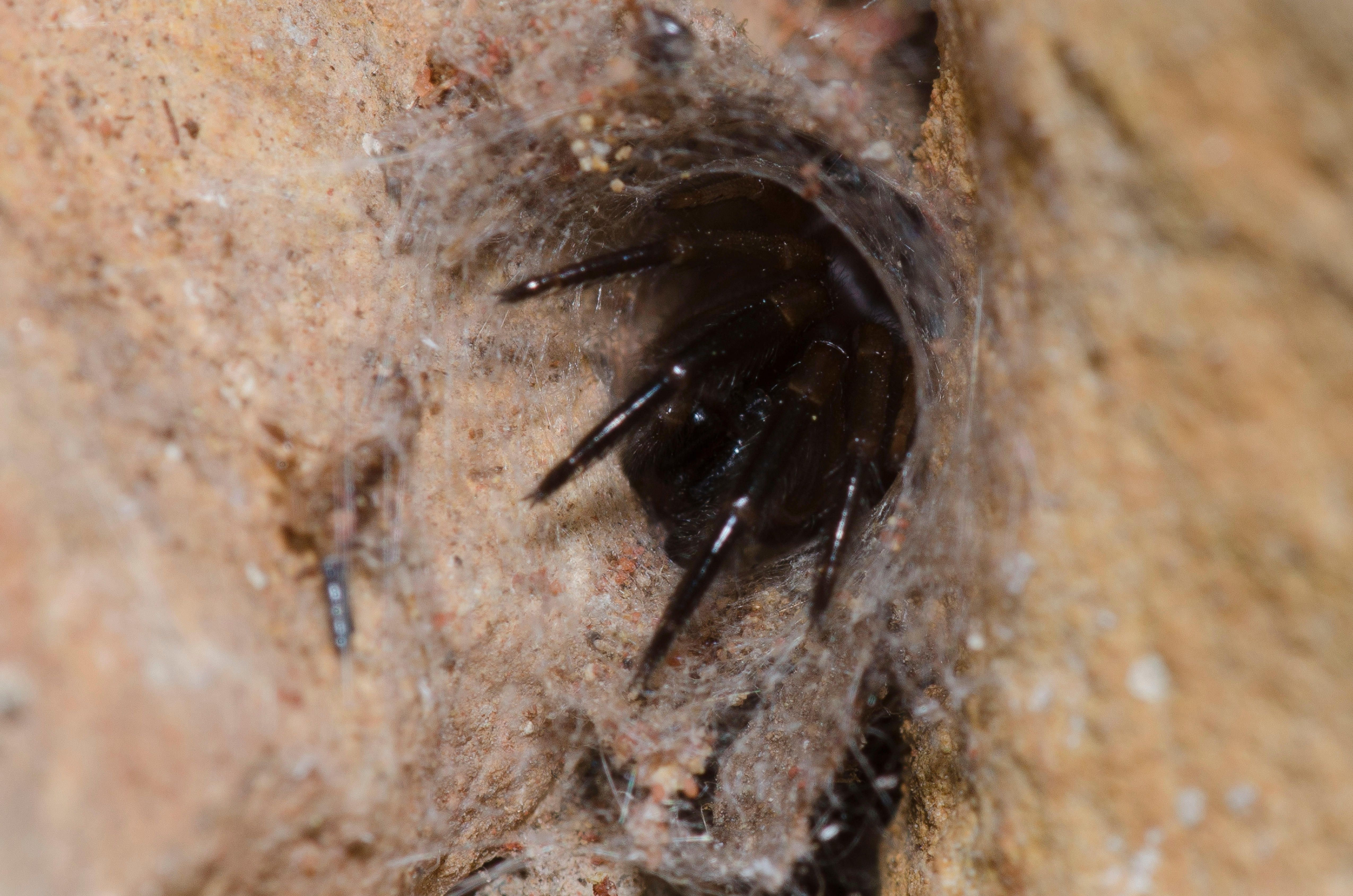 The tube web spider is mostly found in the UK between June and October