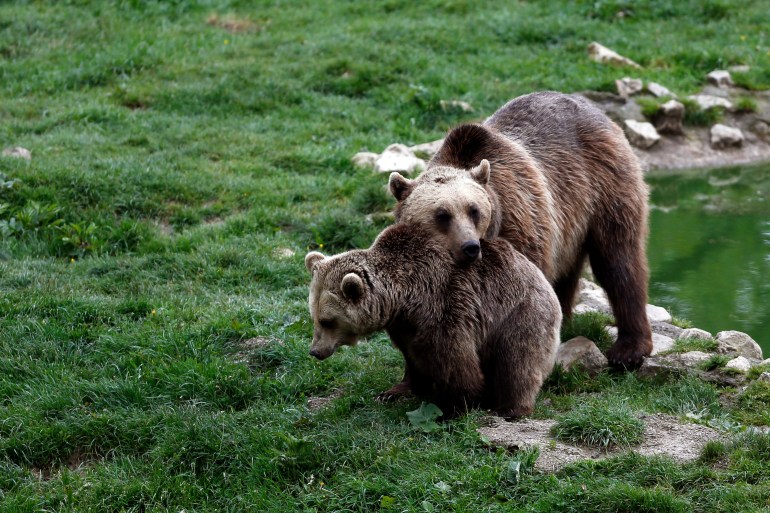 Brown bears are seen inside an enclosure in central Romania