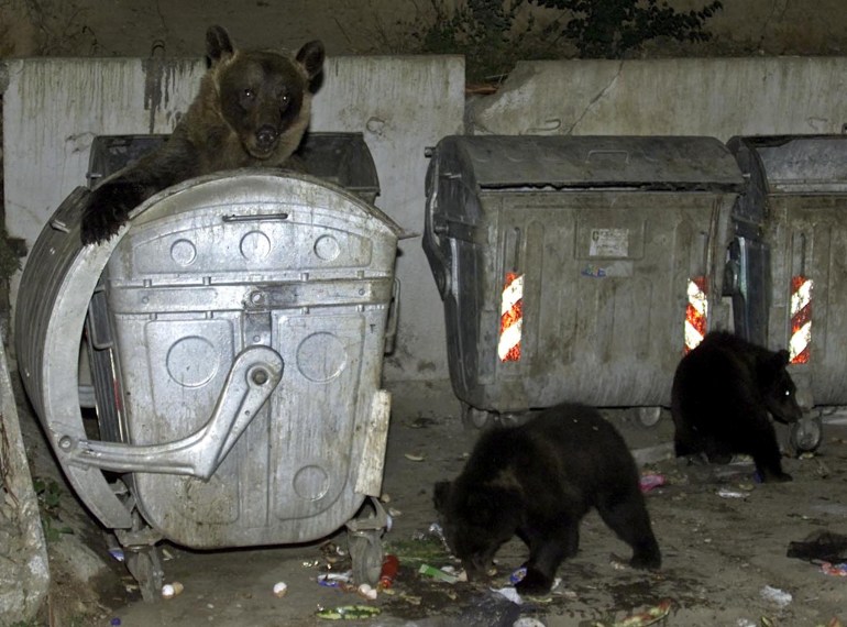 A wild female bear sits in a garbage bin as she feeds together with her cubs September 1, 2001 