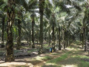 The Johor Plantations Group Sindora Estate in Kulang, Johor.