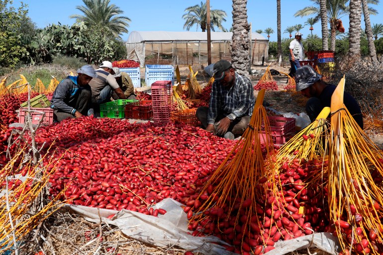 Palestinians Date Harvest