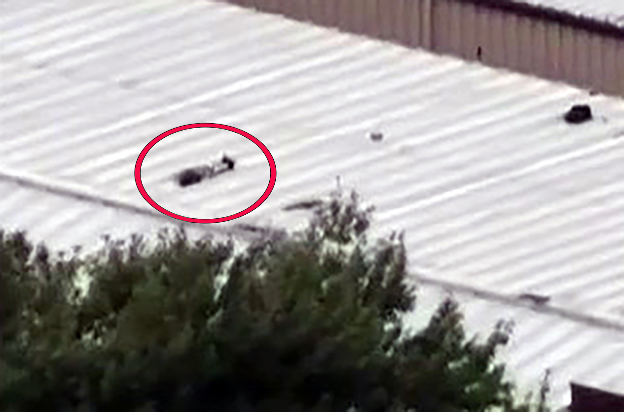 TV helicopter pics show the aftermath of Donald Trump shooting in what appears to be a man dead on the roof where the shooter was reported to be.