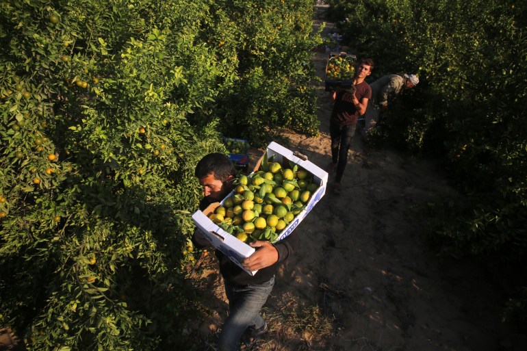Palestinian farmers work pick citrus fruits from trees during the citrus harvest season in Khan Yunis in the southern Gaza Strip, on November 7, 2022. (Photo by Majdi Fathi/NurPhoto via Getty Images)