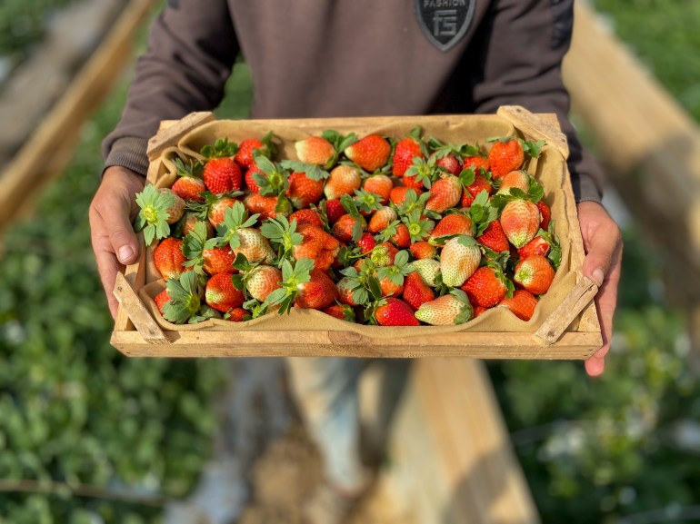 A Palestinian farmer's hands carrying a strawberry box