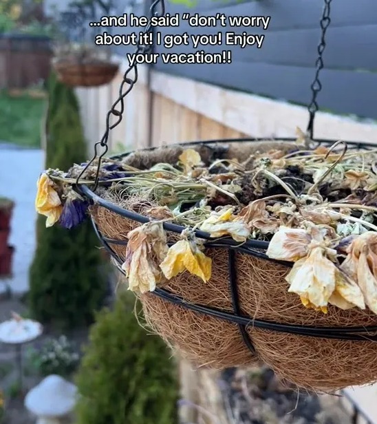 A woman was shocked after paying a neighbour £245 to water her plants, and she returned to dead petunias