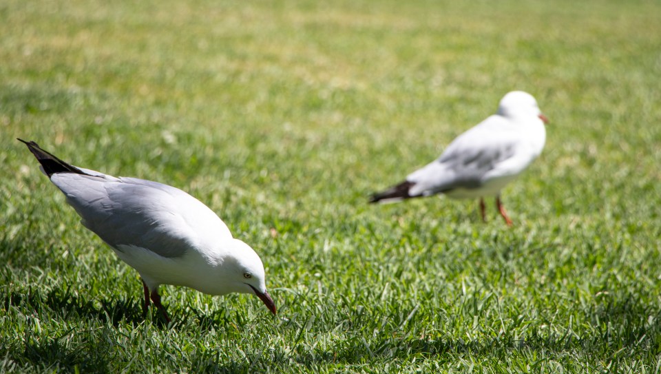 Seagull may keep coming back to your garden if you feed them