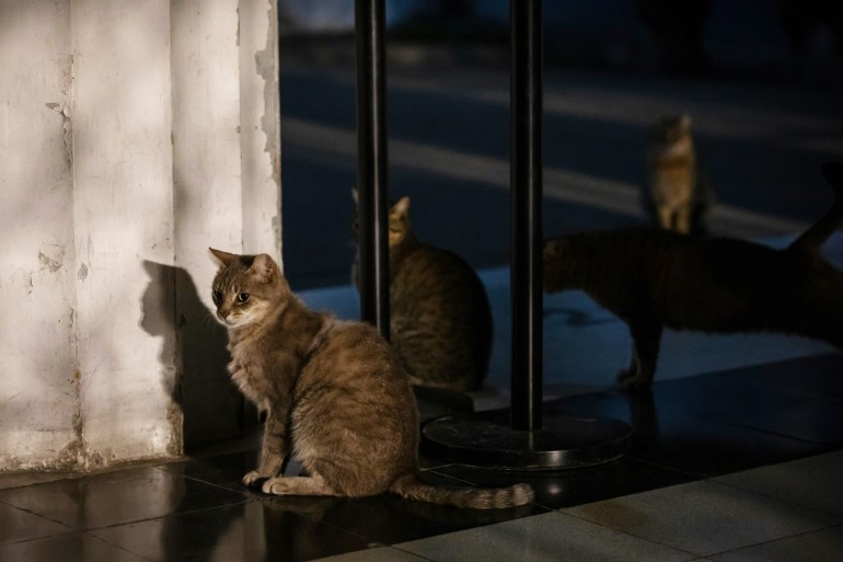 The six remaining cats in the Recoleta Cemetery wait for the arrival of Marcelo Pisani, 55, a local florist who has taken over the care of the cats, in Buenos Aires, Argentina on July 1, 2024. -Once home to a colony of more than 60 stray cats, the famed Recoleta Cemetery now houses only six cats: Lili, Princesa, Llorona, Lucio, Cabezón and Grisecito. Pisani, the florist, visits the cemetery every day at 5am to feed the cats. However, in a country with an ever growing economic crisis and 200% inflation, he is finding the cost of looking after the animals increasingly prohibitive and has become reliant on donations from visitors. [Maria Amasanti / Al Jazeera] 