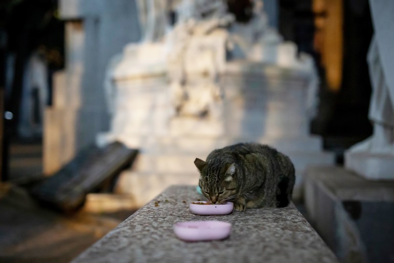 Llorona, one of the six remaining cats, eats her first meal of the day thanks to the care of Marcelo Pisani, 55, a street florist who takes care of the early morning feedings in the Recoleta Cemetery in Buenos Aires, Argentina on July 1, 2024. -Once home to a colony of more than 60 stray cats, the famed Recoleta Cemetery now houses only six cats: Lili, Princesa, Llorona, Lucio, Cabezón and Grisecito. Pisani, the florist, visits the cemetery every day at 5am to feed the cats. However, in a country with an ever growing economic crisis and 200% inflation, he is finding the cost of looking after the animals increasingly prohibitive and has become reliant on donations from visitors.