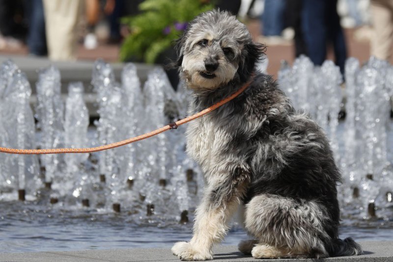 New U.S. rules, set to take effect Aug. 1, will tighten the leash on how dogs are transported into the United States in an effort to prevent dog rabies. Military families stationed overseas are scrambling to make other arrangements. File Photo by John Angelillo/UPI