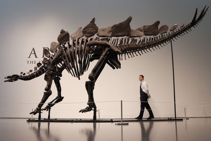 "Apex" the 161-million-year-old Stegosaurus, the most complete and well-preserved specimen of its size ever discovered, sold at auction in New York City for a record $44.6 million, Sotheby's announced Wednesday. Photo by John Angelillo/UPI