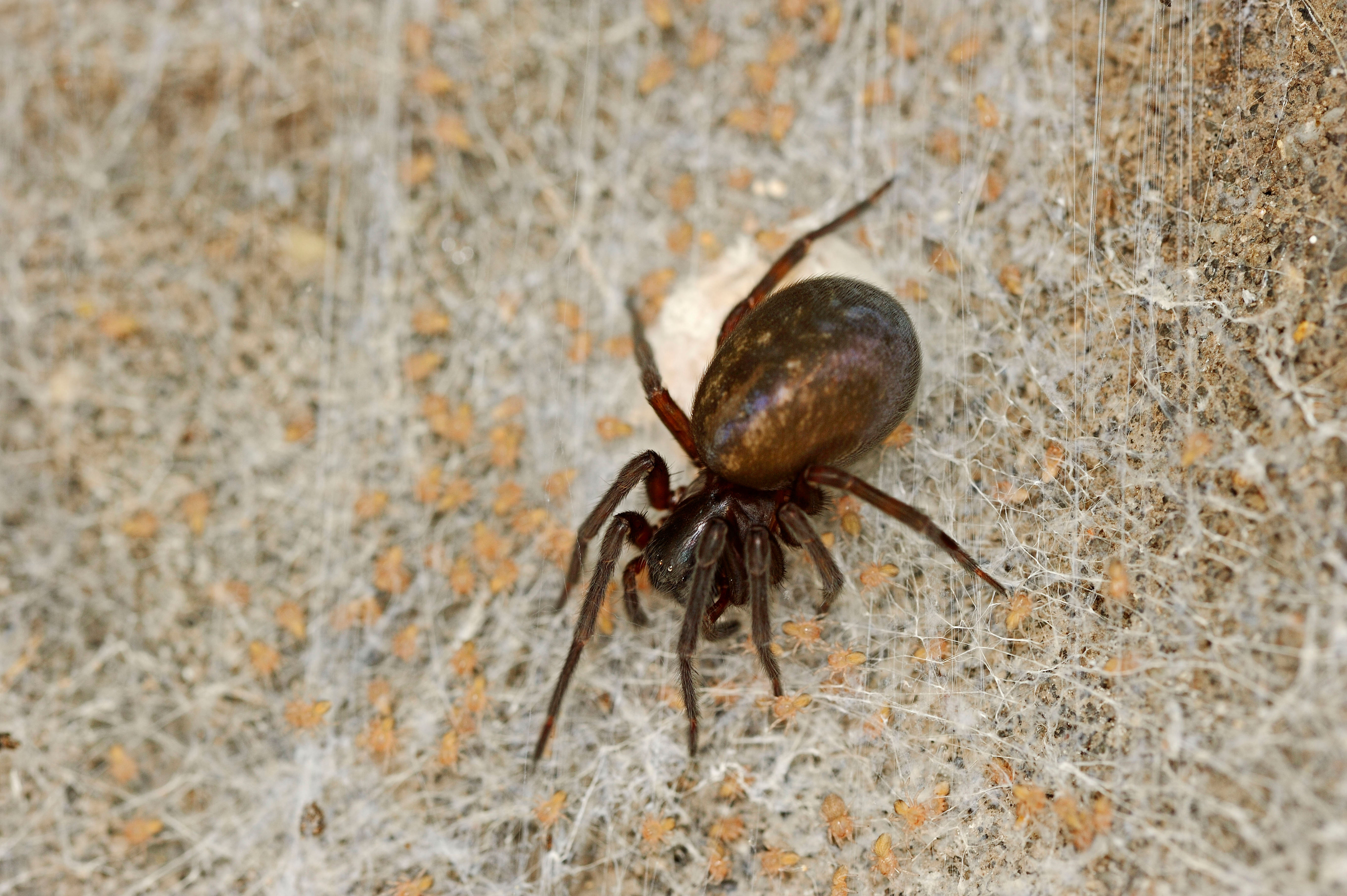 Black lace-weaver spiders are usually found inside homes all year round