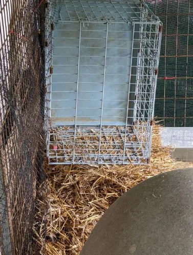 Can you spot the animal hiding in the cage?