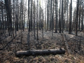 Burnt trees damaged from wildfires in Drayton Valley, Alta., on May 17, 2023.