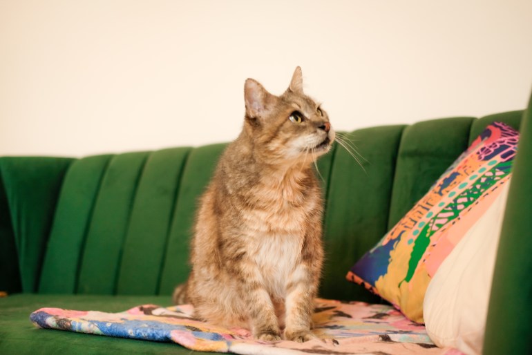 Señor the cemetery cat who was adopted