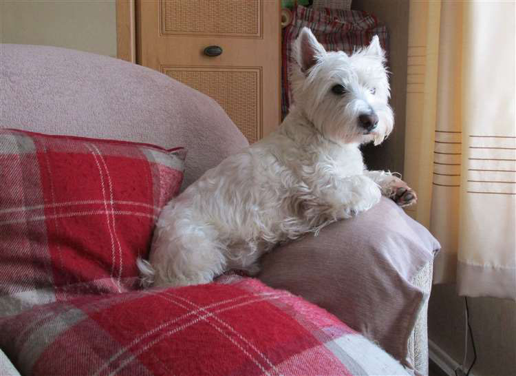 West Highland terrier Oscar was 'away with the fairies' when he scoffed down Cannabis