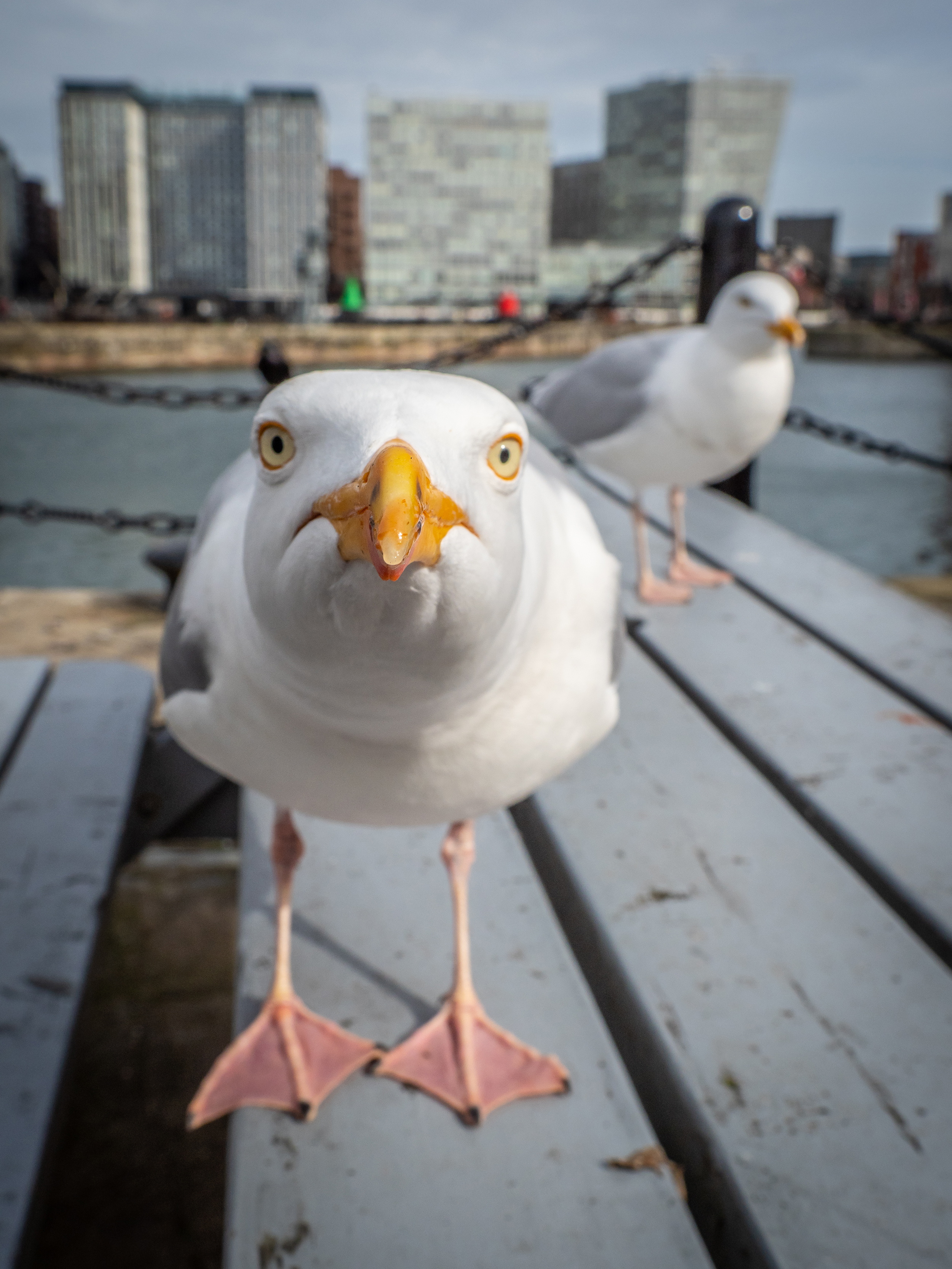 Prof Paul Graham says glaring and pointing at the seaside snack snatchers frightens the birds and forces them to divert away