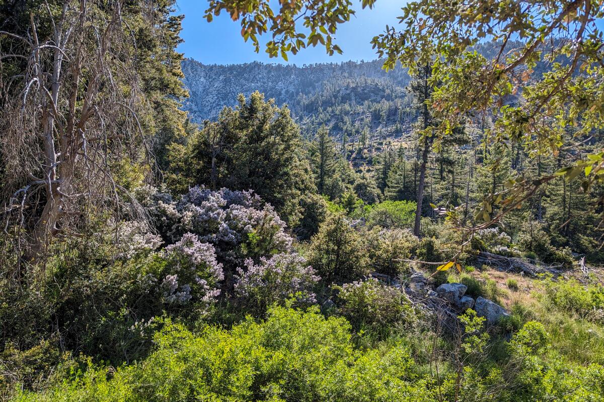 Light lavender bushes and hoary leaf ceanothus blooming near the Soldier Creek Trail near the Crystal Lake campground. 