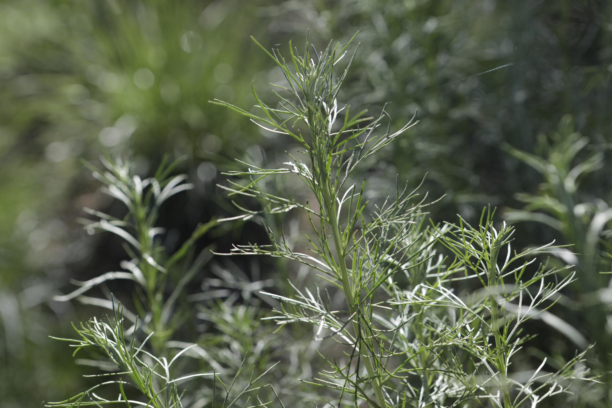 Light shining on a wispy California sagebrush a.k.a. Cowboy Perfume.