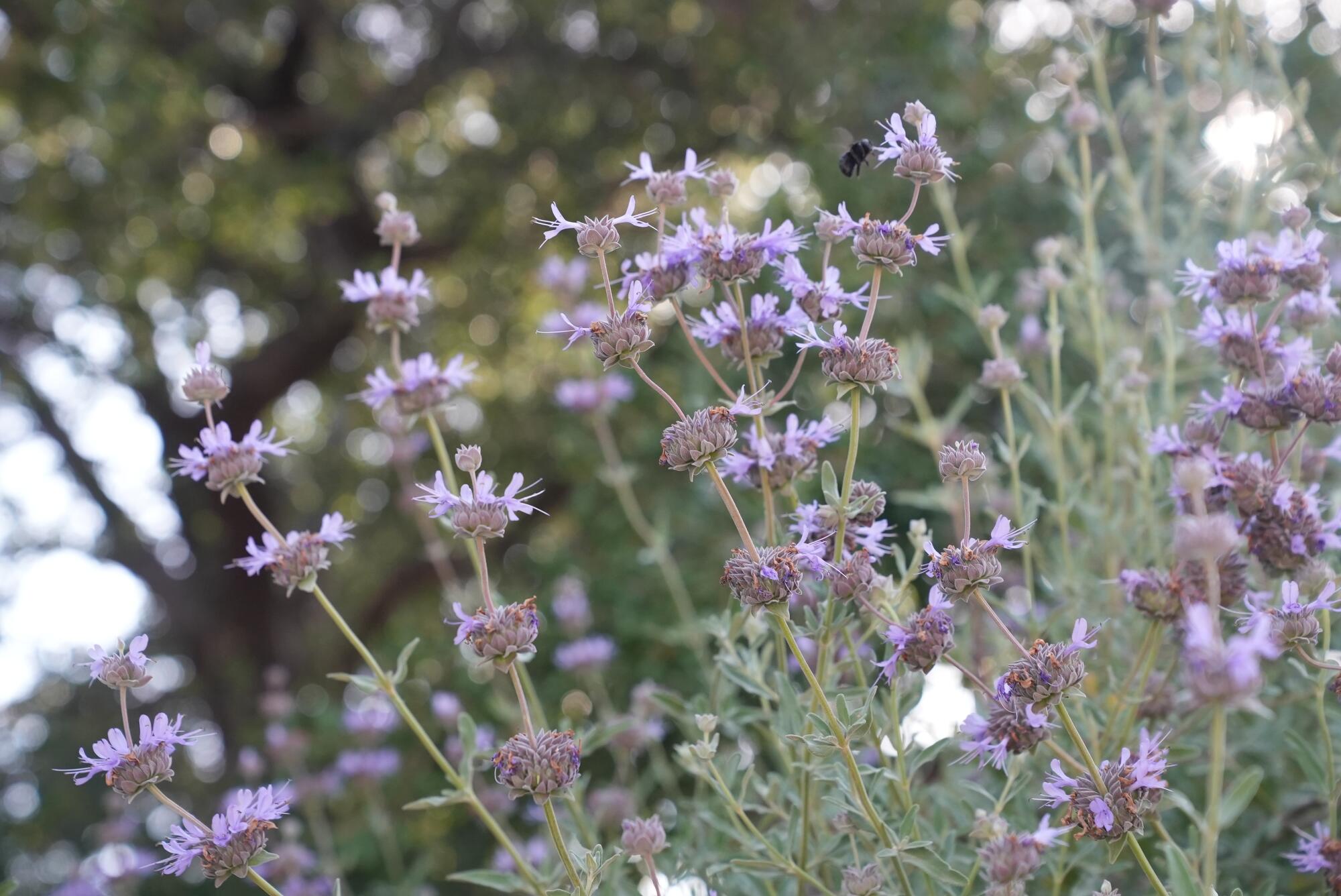 Cleveland sage's flowers look like frilly purple balls on a skewer.