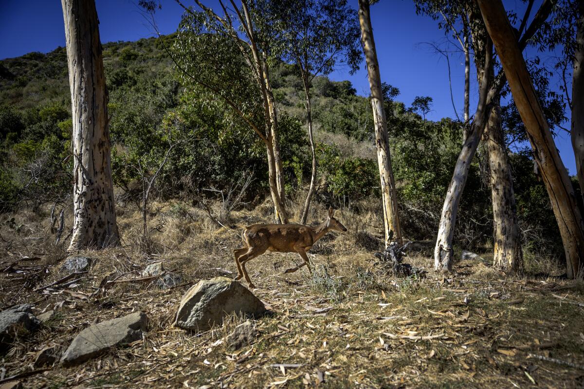 A mule deer doe walks along a hillside on Catalina Island in October 2023.