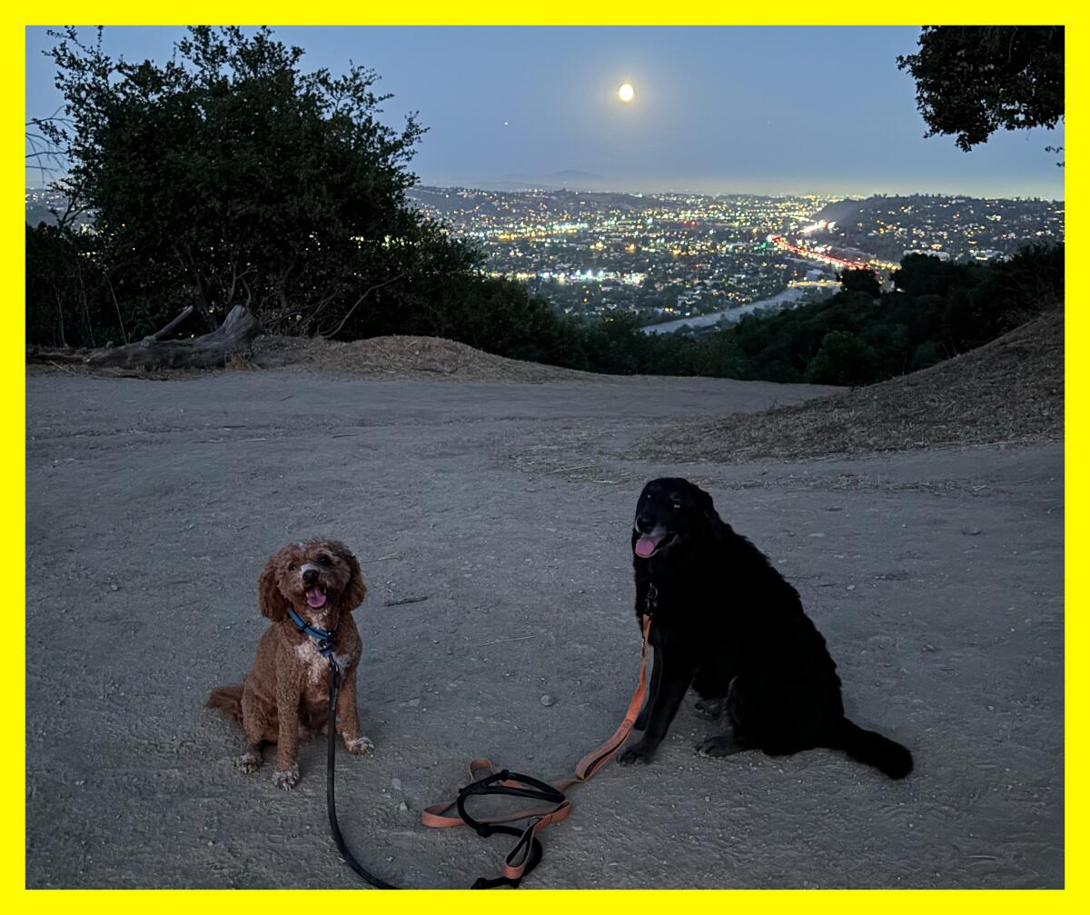 Two dogs sit on a dirt path at night. A bright moon and city lights loom in the distance.