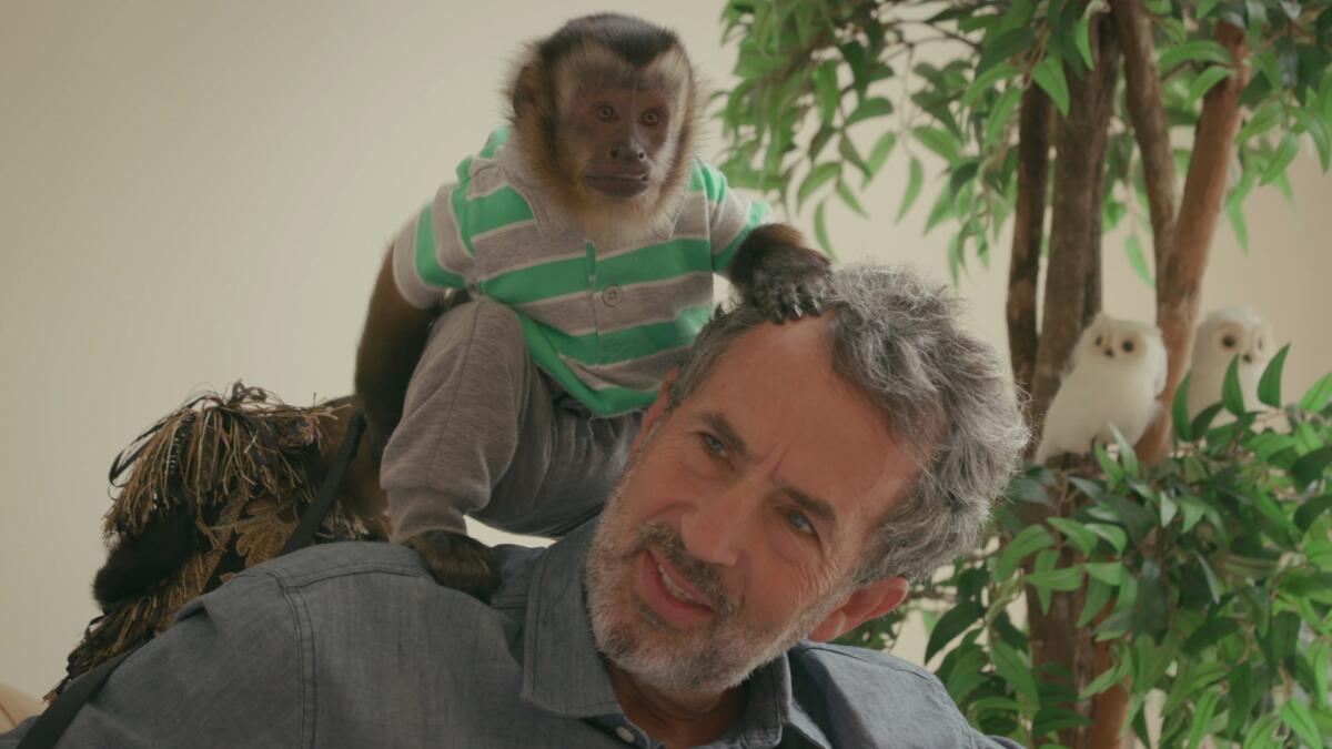 A monkey wearing a striped polo and sweatpants sits on the should of a man with grey hair.