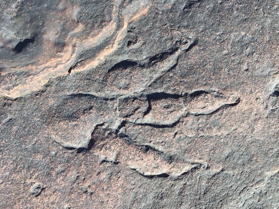 The experts believe the footprints belong to a 15ft dinosaur called a camelotia