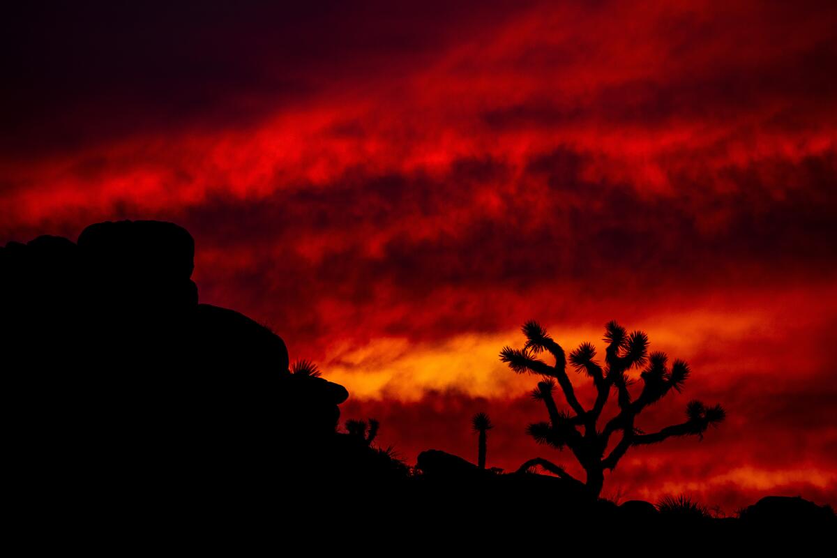 A dramatic sunset silhouetting Joshua Trees and rocks is viewed in the West as the super flower moon rises in the East.