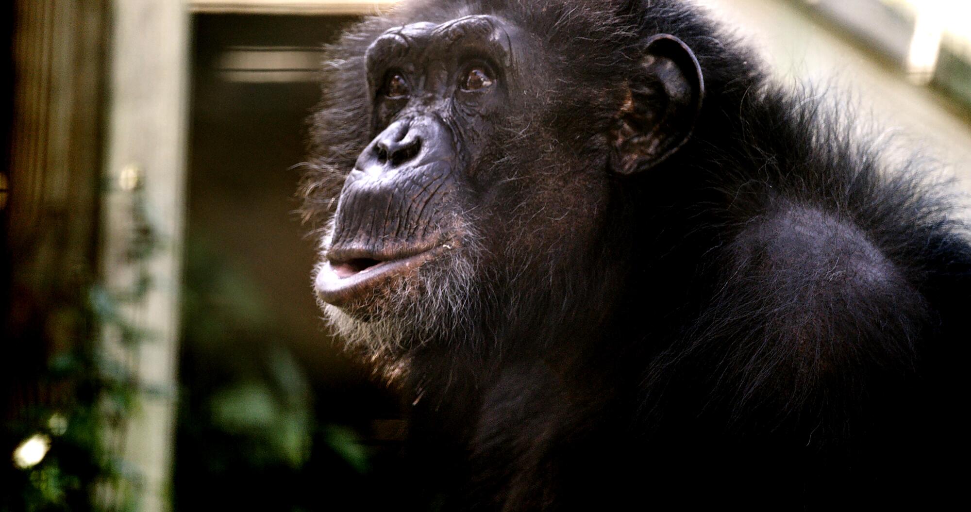 Tonka the chimp.