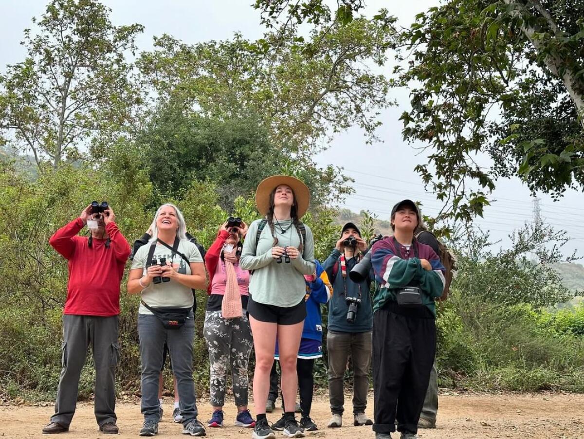 A group of folks holding binoculars look up at the trees.