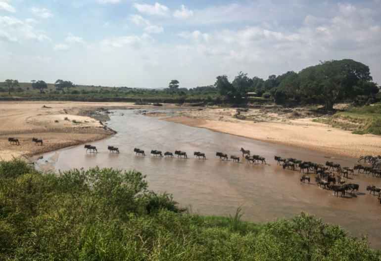 Wildebeest migration from Serengeti