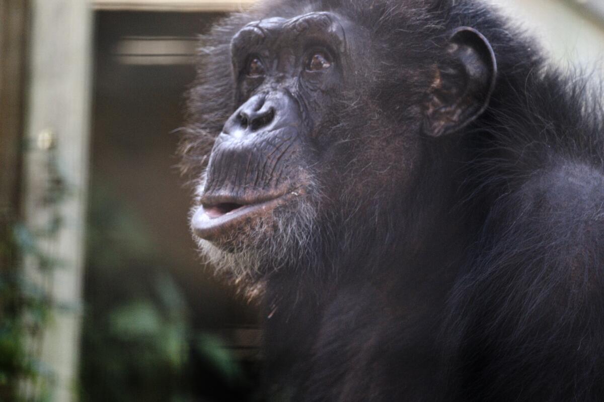 A profile image of a chimpanzee with black fur.