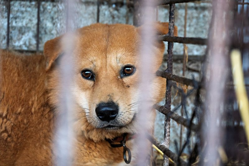 A law banning dog meat took effect in South Korea on Wednesday, starting a countdown for businesses to exit the industry by February 2027. Numerous farms and restaurants have closed down in recent years as the practice has fallen deeply out of favor in the country. File Photo by Thomas Maresca/UPI