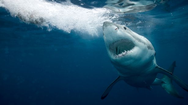 A shark swimming