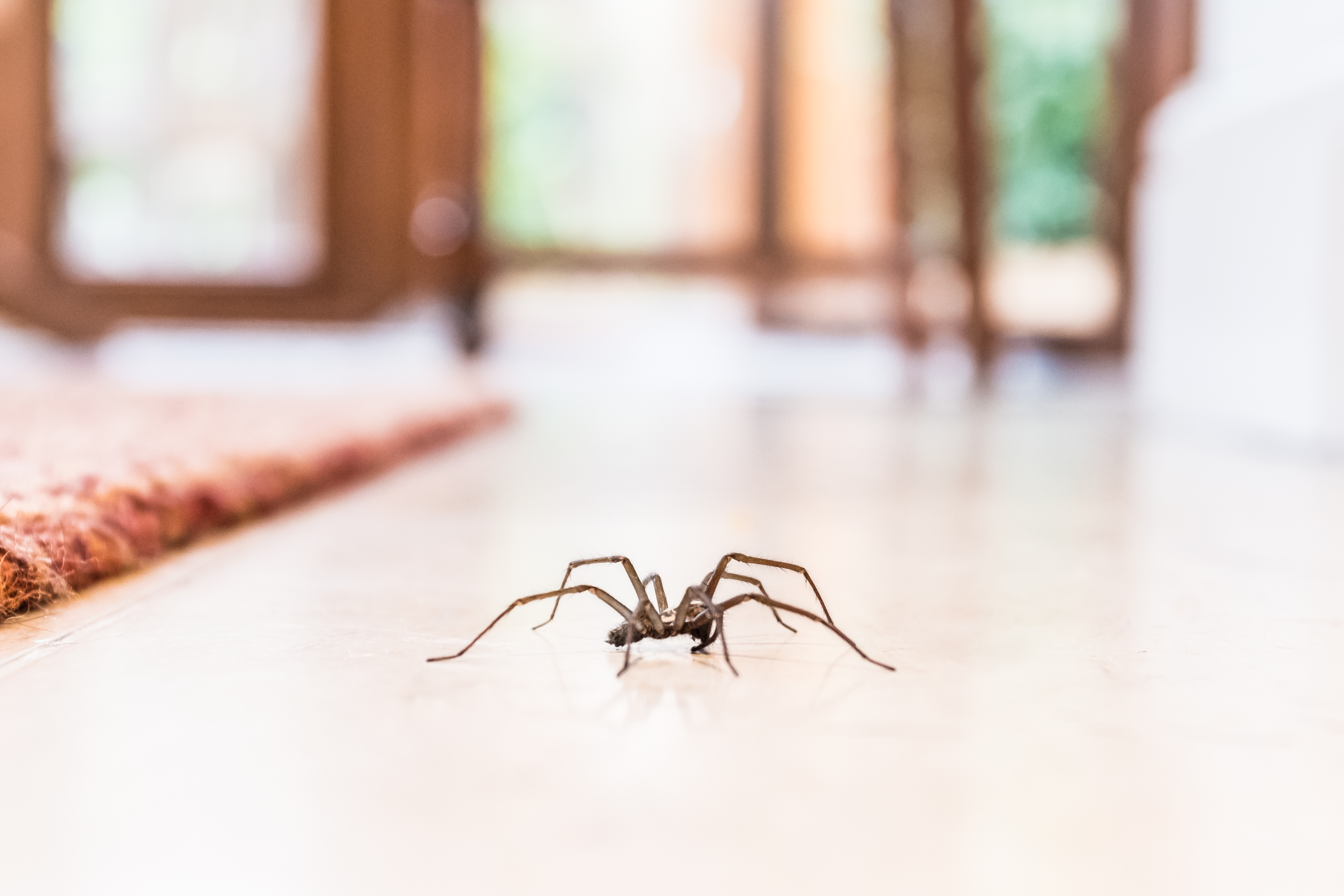 A DIY spray might be able to keep spiders out of your home (stock image)