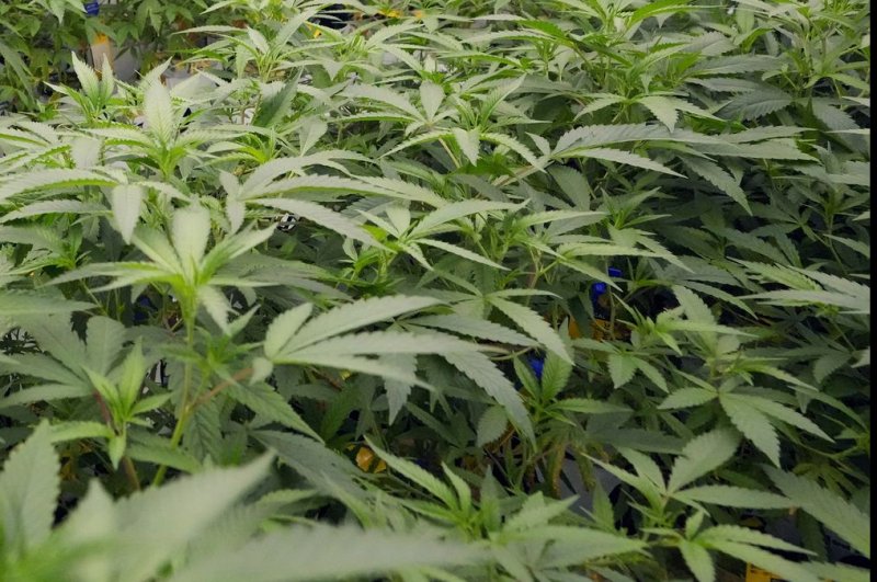 If approved by a majority of North Dakota voters, a measure would allow the production, processing and sale of marijuana, in addition to the possession and use of various forms, by individuals 21 years and older. File Photo by Bill Greenblatt/UPI