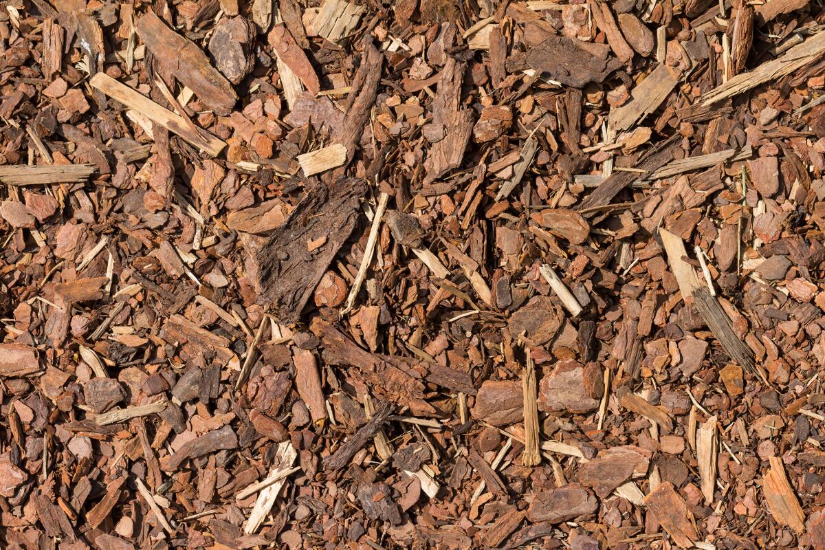 Wood chip mulch 