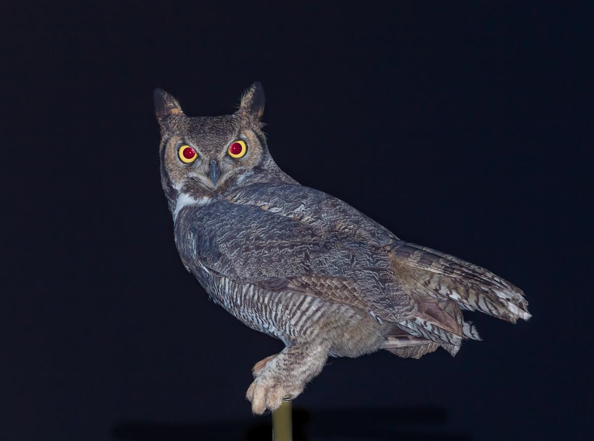 Great horned owls are dark brown with a distinctive white bib at the throat and large ear tufts.