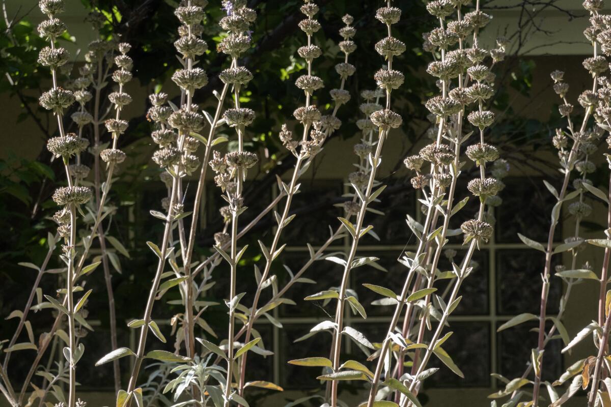 Tall grey-brown stalks of dried  salvia "Desperado" blooms.