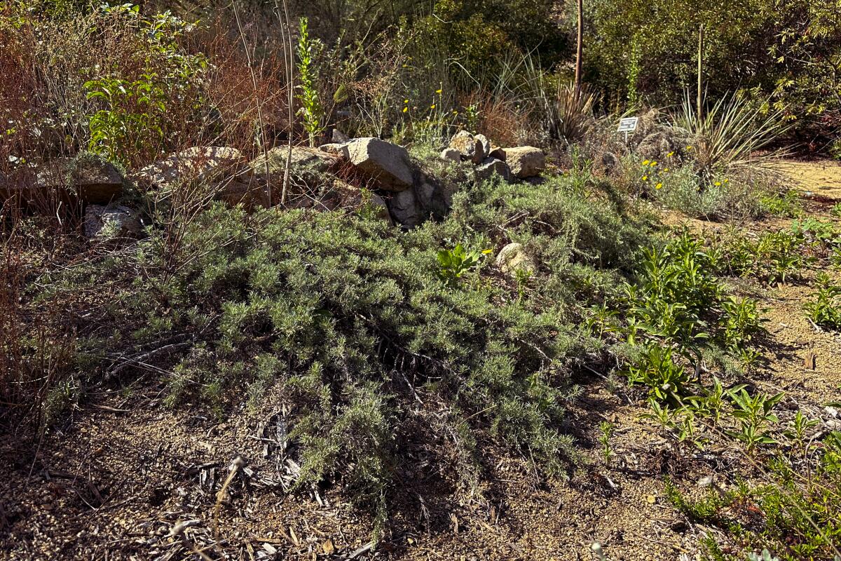 A sprawling groundcover known as canyon gray sagebrush.