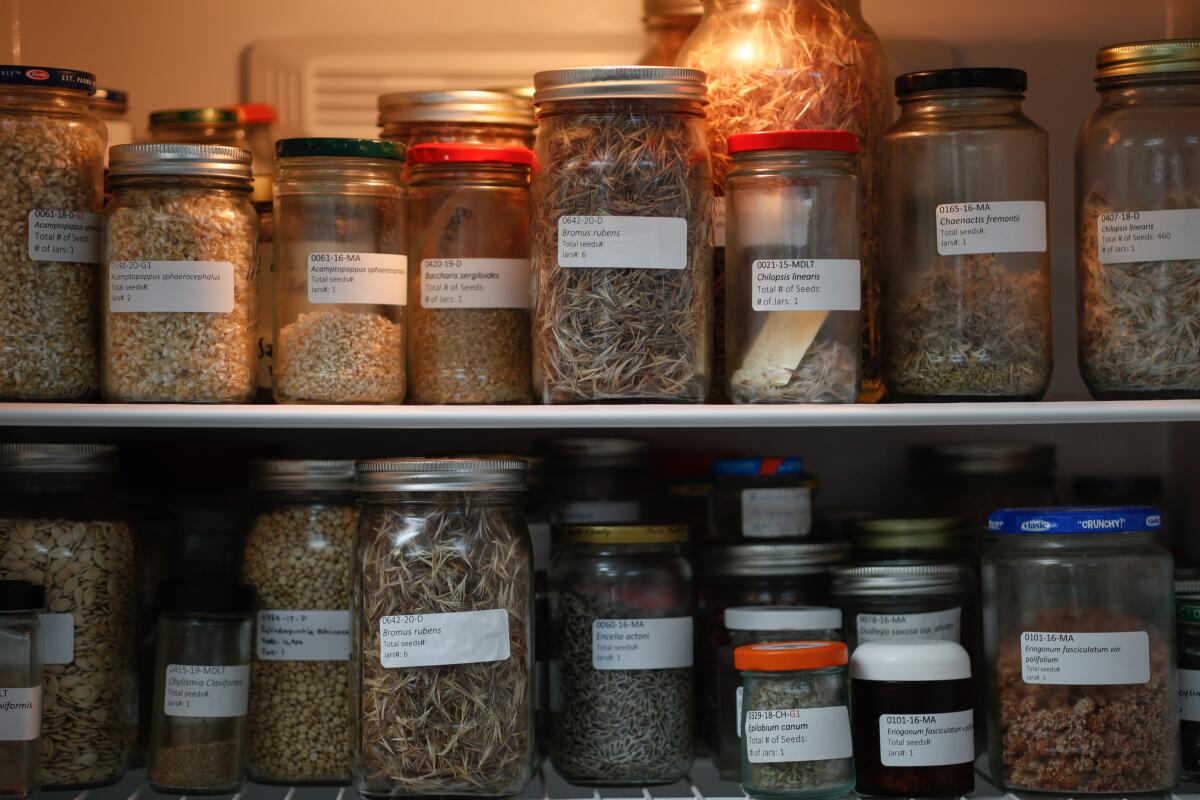 Two shelves full of jars of native plant seeds in a refrigerator.