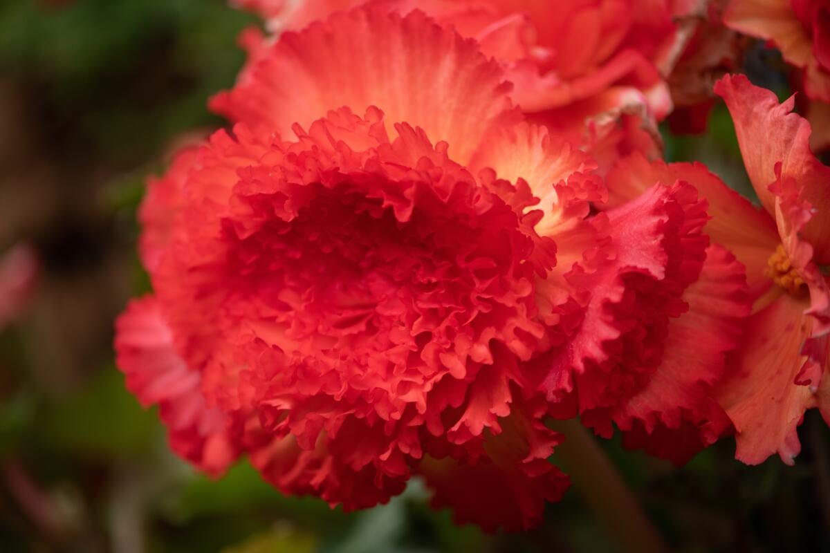 A deep salmon colored tuberous begonia.