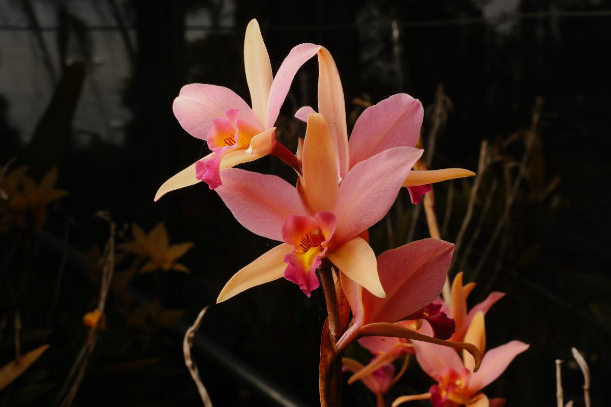 A orange and fuchsia-colored Santa Barbara Sunset orchid.