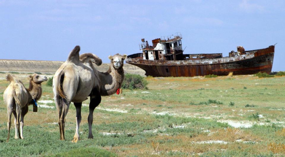 Camels now roam the Aralkum desert