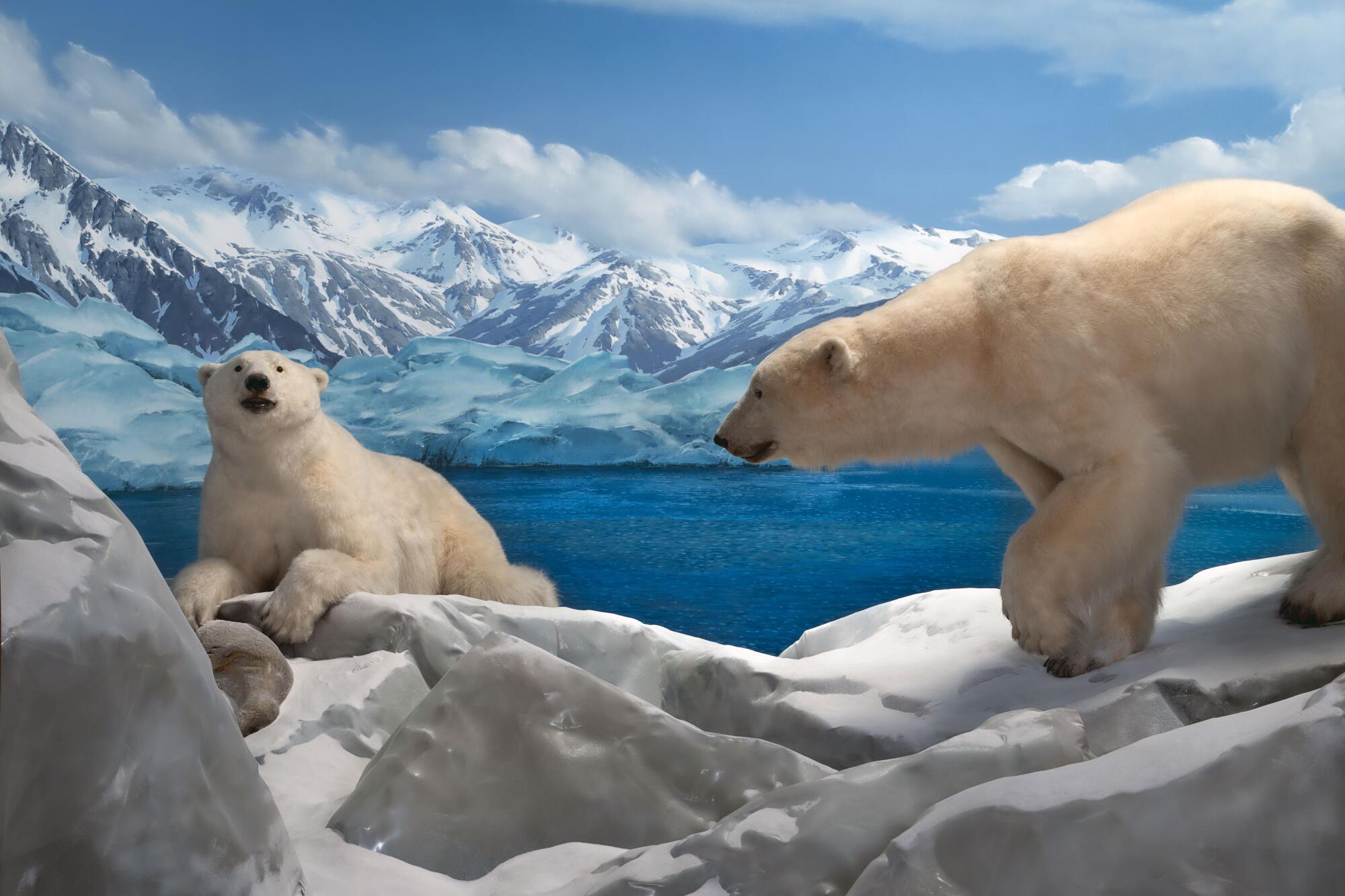 Taxidermied polar bears on an ice floe with blue water and mountains  background 